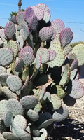 Santa Rita Purple Prickly Pear Cactus – Set of 3 Opuntia Violacea Live Pads, 5 to 6 Inch Ornamental Cactus