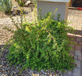 Portulacaria afra “Mammoth” Cuttings – 5 Elephant Bush Succulent Stems, Live Starter Plant Lot for Rooting