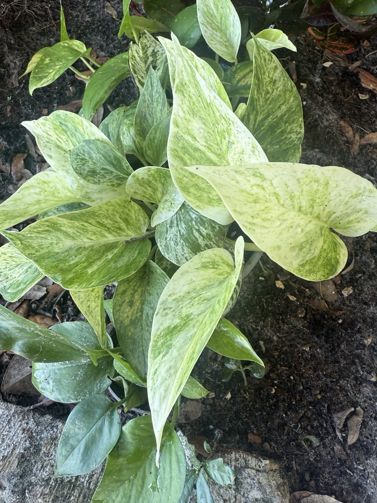 Assorted Pothos Rooted Cuttings – 5 Live Pothos Plants, Rooted Indoor Houseplant Cuttings for Planting
