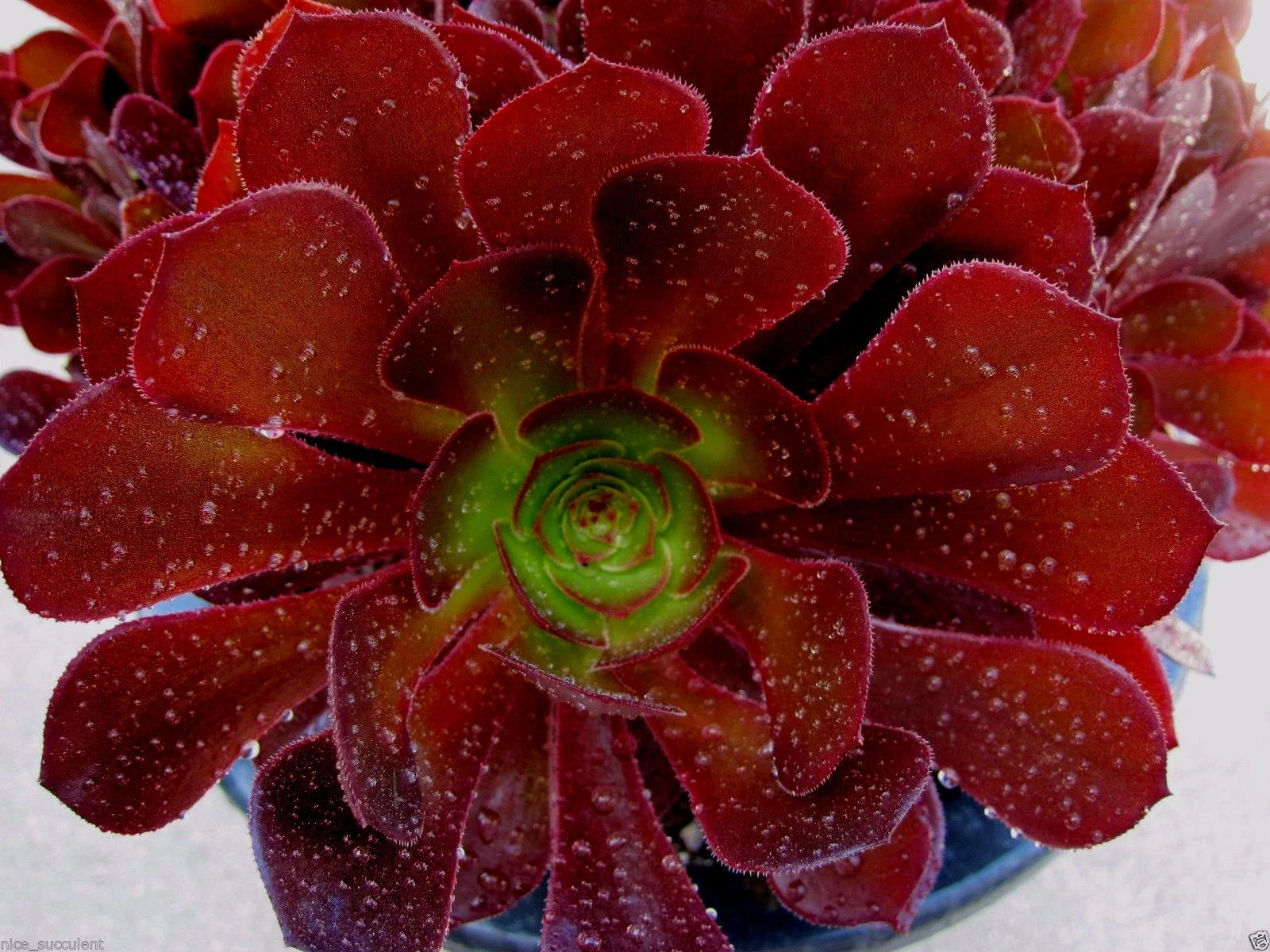 Aeonium KOKINO Hybrid – 2 Fresh Succulent Cuttings – Rare Live Aeonium Variety for Planting & Propagation