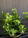 Passiflora edulis Cuttings – 3 Fresh Unrooted Passion Fruit Vine Cuttings for Propagation and Planting