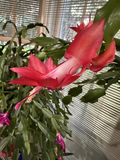 Red Schlumbergera Truncata Cutting for Planting – Giant Holiday Cactus Segment, Unrooted Live Plant