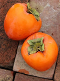 Hachiya Persimmon Tree Cuttings – Diospyros kaki, 4 Unrooted Cuttings 6–8 Inches Long for Rooting or Grafting