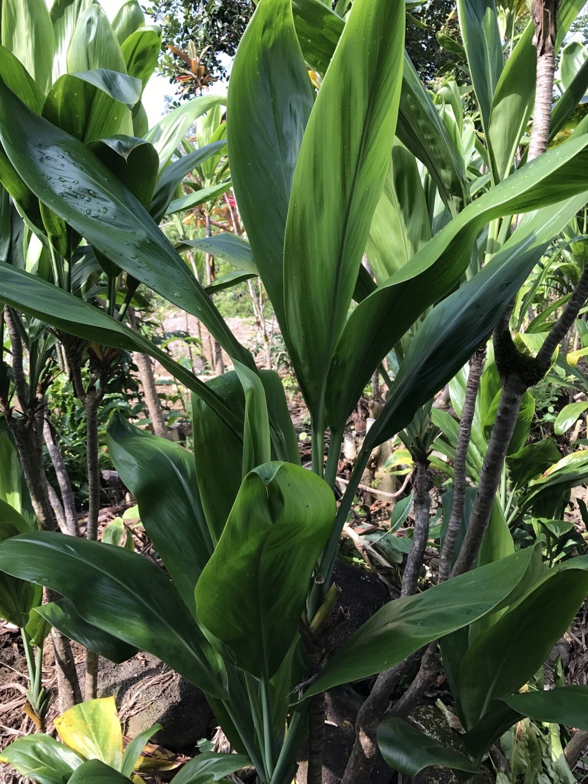 Hawaiian Green Ti Plant Cuttings – 25 Fresh 6 Inch Starter Logs – Cordyline Fruticosa