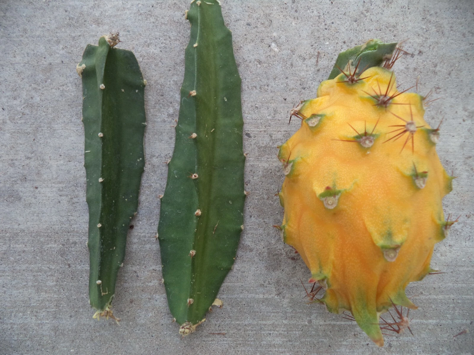 Yellow Dragon Fruit Palora – 3–4in Mature Cutting, Live Selenicereus Megalanthus Starter Stem for Rooting