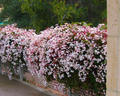 Pink Jasmine Live Plant – Jasminum polyanthum Starter, Rooted Vine, Fast-Growing Climbing Plant with Sweet Fragrant Blooms