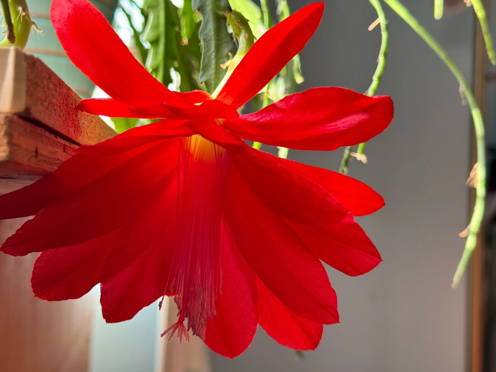 Epiphyllum Orchid Cactus Cuttings – 6 Unrooted Red Bloom Cuttings 6–8 Inch – Tropical Epiphytic Cactus