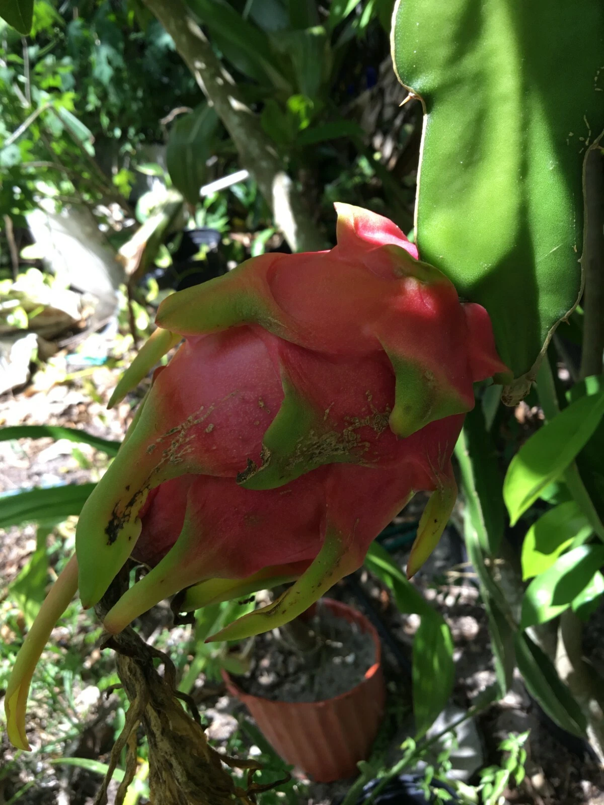 Dragon Fruit Cuttings – 2 Fresh Vietnam Variety 8–12 Inch Cuttings + Bonus 4 Inch Extra Cutting