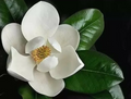 Southern Magnolia Cuttings – 8 Unrooted Pieces – Magnolia grandiflora Tree Starter