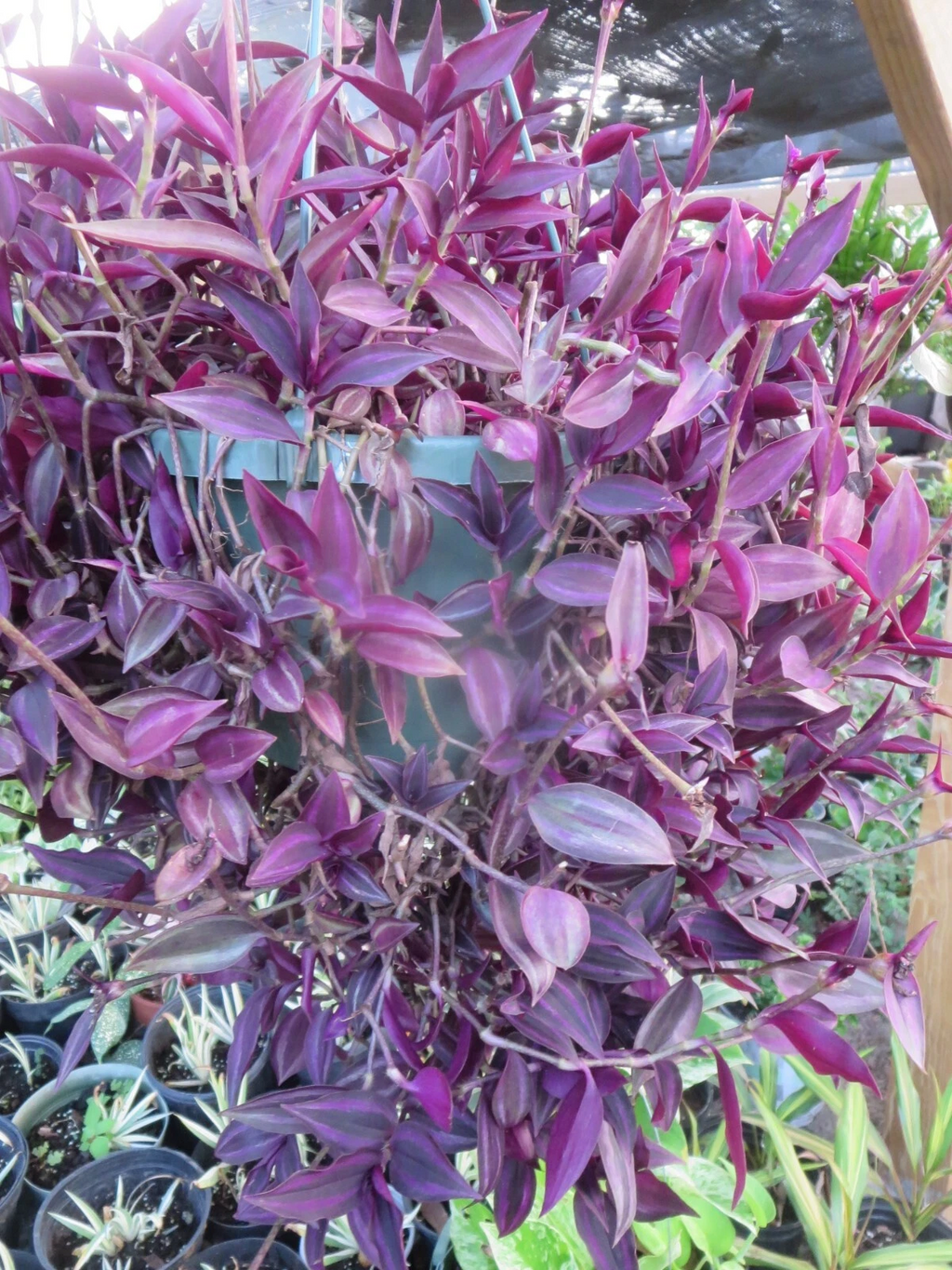 Tradescantia Zebrina Cuttings – 20 Dark Burgundy Wandering Jew Plant Cuttings for Indoor Propagation