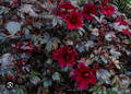 Mahogany Splendor Hardy Hibiscus Rooted Starter Plant – Red Leaf Hibiscus moscheutos Perennial Garden Plant