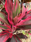 Hawaiian Ti Plant Cuttings – 25 Fresh 6 Inch Cordyline Fruticosa Cuttings in Green Pink Red Colors