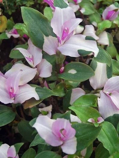Wandering Jew Cuttings Tradescantia Andersoniana Blushing Maiden 3 Unrooted Cuttings
