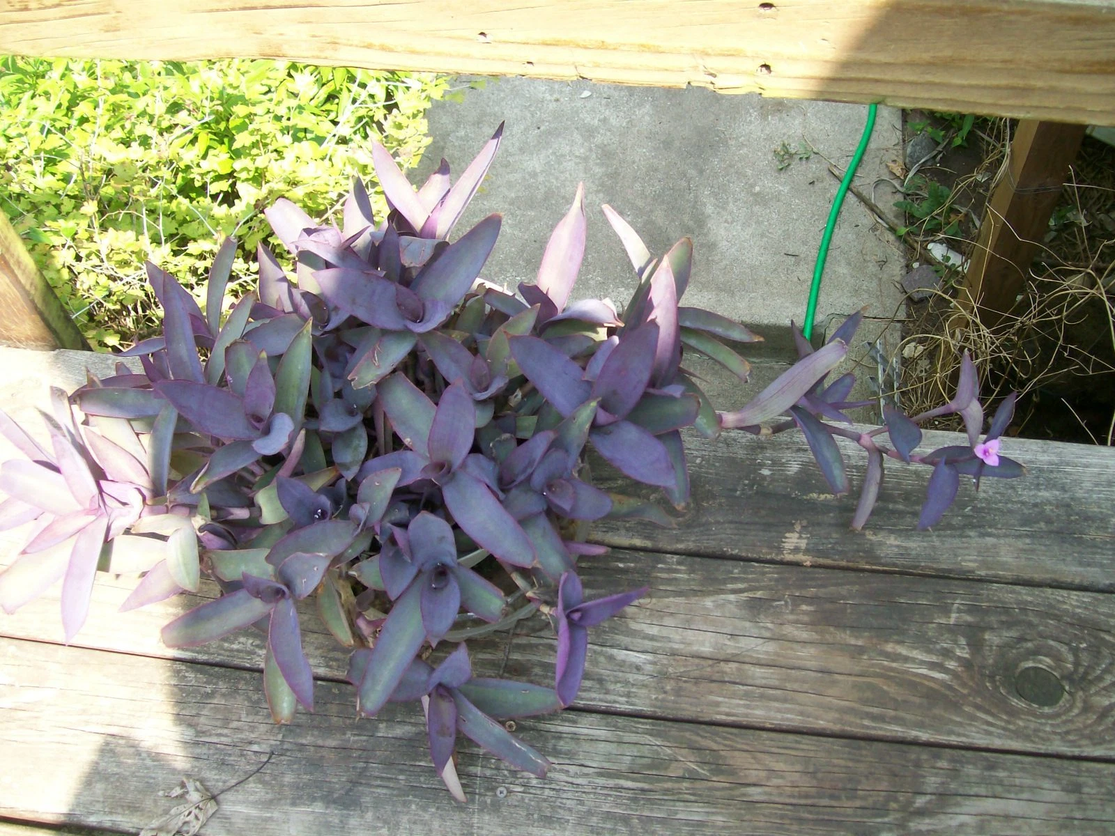 Purple Heart Wandering Jew Plant – Rooted Tradescantia Pallida Live Houseplants, Purple Foliage Trailing Plant