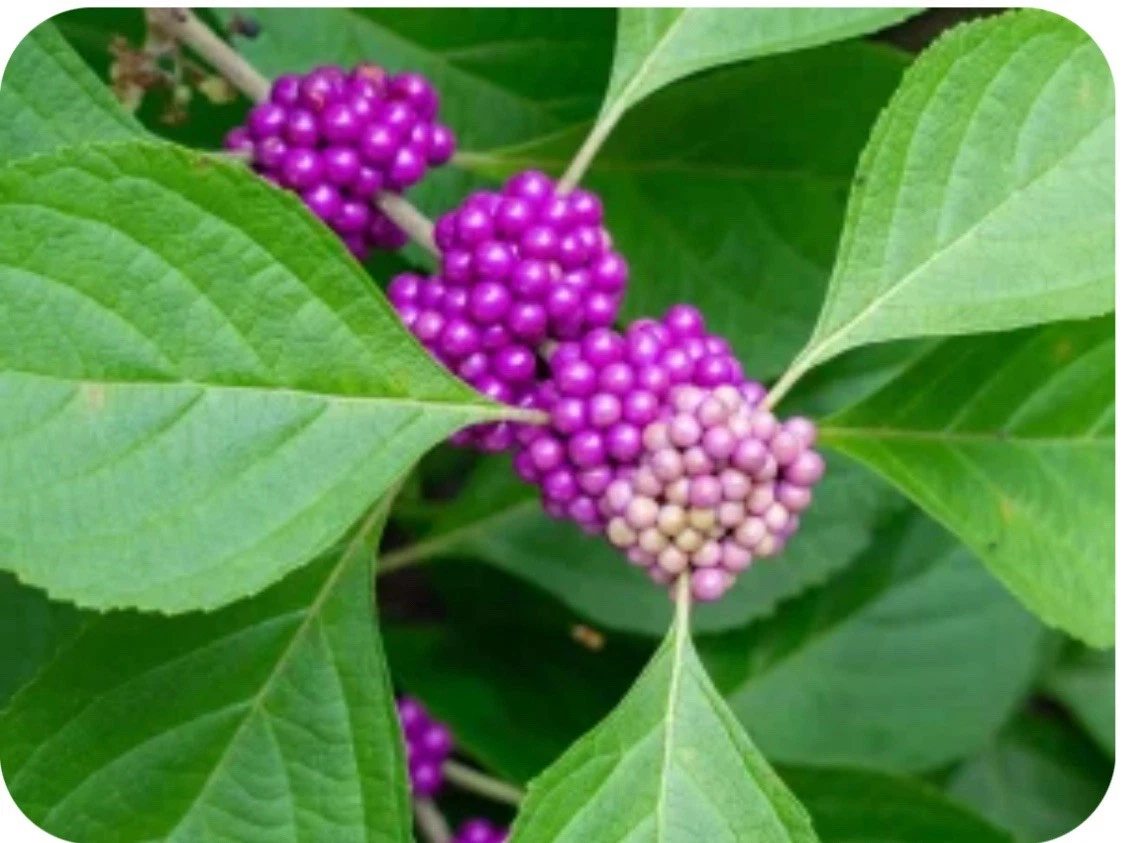 Beautyberry Bush Cuttings – 10 Unrooted Callicarpa Clippings for Propagation, Outdoor Native Shrub