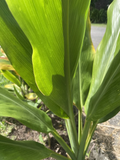 Green Ti Leaf Plant Cuttings – 12 Hawaii Grown Cordyline Fruticosa Logs, 6–7 Inch Manoa Variety