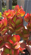 Red Akai Jade Succulent Cutting Crassula Ovata Unrooted Single Cutting for Propagation