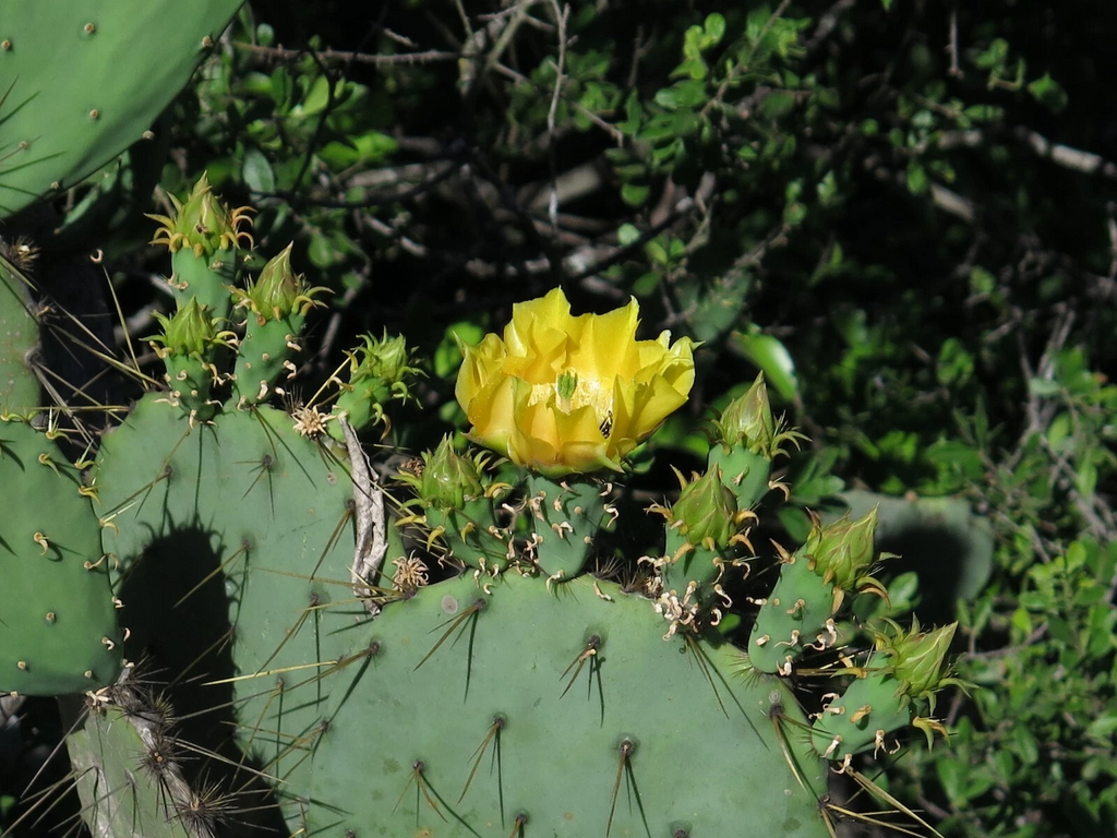 Engelmann’s Prickly Pear Cactus Cutting – Live Opuntia Engelmannii Pad, Desert Cactus for Planting