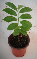 Soursop Tree Live Plant – Annona muricata Guanábana Tropical Fruit Tree, 8–10 Inch Potted Plant