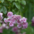 Seven Sisters Heirloom Pink Rose Bush Live Plant, Climbing Rambling Rose Starter with Color-Changing Blooms