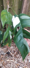 Epipremnum Pinnatum Variegated Cutting Marble Foliage with Node, Tropical Indoor Houseplant for Propagation