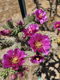 Cylindropuntia Imbricata Cuttings – 3 Tree Cholla Cactus Cuttings 4–6 Inch, Cold-Tolerant Desert Cactus