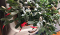 Easter Cactus Cuttings – 3 Unrooted Rhipsalidopsis gaertneri 2-Segment Clippings for Indoor Propagation