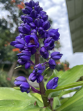 Blue Ginger Plant Cuttings – 8 Dichorisandra Thyrsiflora Cuttings, Hawaii Grown Ornamental Plant