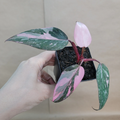 Philodendron Pink Princess Live Plant – Variegated Philodendron Erubescens in 3 Inch Pot Indoor Houseplant