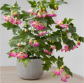 Pink Abutilon Flowering Maple Small Rooted Starter Plant – Live Ornamental Shrub for Garden or Containers
