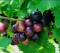Southern Native Muscadine Grape Cuttings – 10 Unrooted Vitis Rotundifolia Vine Cuttings, Male and Female Plants