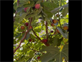 Hardy Chicago Fig Cuttings – Bulk Lot of 20 Ficus carica Unrooted Cuttings for Propagation