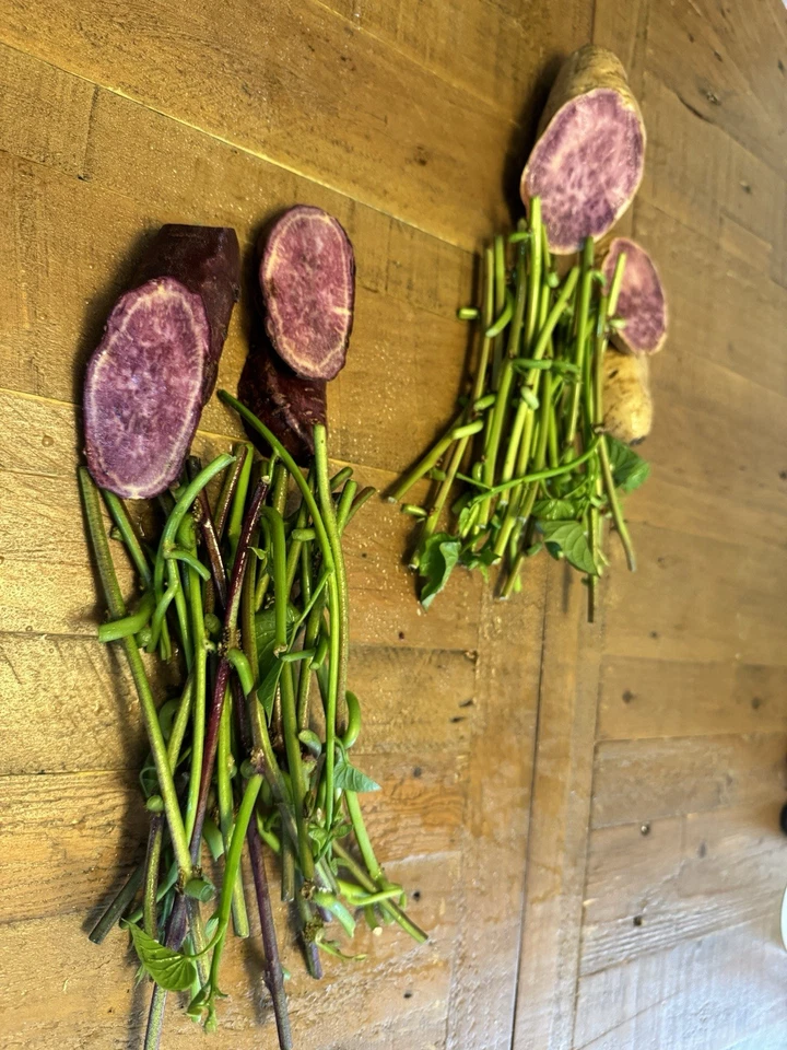 Purple Sweet Potato Slips Variety Set – 2 Molokai + 2 Okinawa Slips – Live Sweet Potato Vine Cuttings