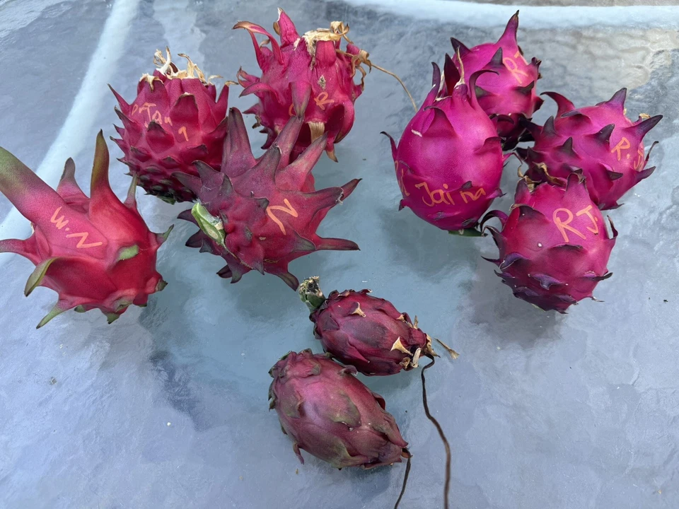 Dragon Fruit Cuttings – 5 Live Pitaya Cuttings 8–12 Inches Long, Hylocereus Cactus for Planting