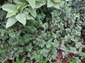 Tradescantia Repens Rooted Cuttings Live, Dwarf Bolivian Wandering Jew Plant, 30 Established Cuttings