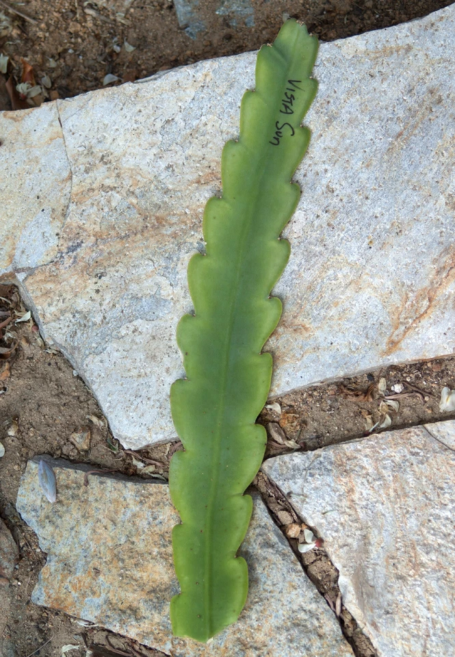 Vista Sun Epiphyllum Orchid Cactus Cutting – 8–10 Inch Live Epiphyllum Cutting for Propagation, Hanging Cactus