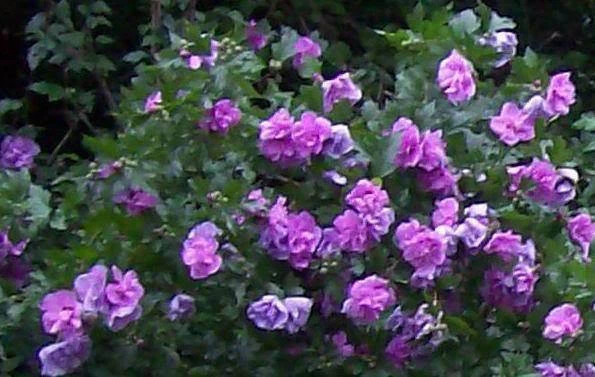 Purple Pink Rose of Sharon Unrooted Cuttings Set of 10 Hibiscus Syriacus