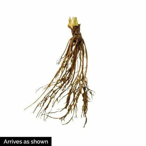 AC Wendy Strawberry Plants (10 Bare Root) – June-Bearing Variety – Early Season, Productive, Sweet Berries – Hardy Garden Fruit