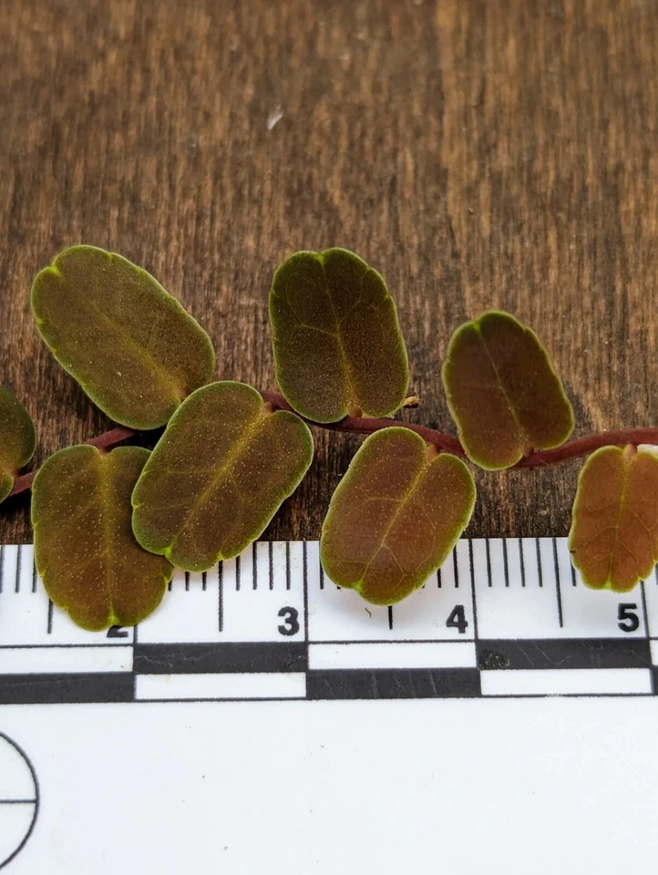 Marcgravia sp. coriacea Live Cutting for Planting – 10 Leaf Terrarium Vine, Unrooted Tropical Plant