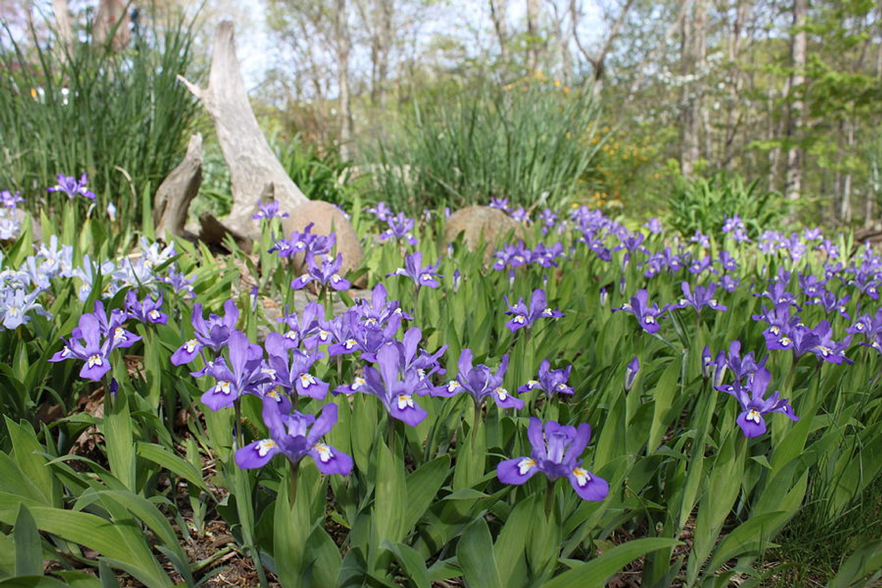 3 Crested Dwarf Iris Plants - Bare Root (Iris cristata) | Organic Perennial Wildflower | Shade-Loving Ground Cover