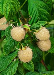 5 Snowbank White Blackberry Plants - Rubus fruticosus | Live Starter Plants | Unique Edible Fruit Shrub for Gardens & Berry Patches