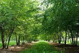 3 Chinese Elm Tree (Lacebark) Rooted Cuttings | Ulmus Parvifolia, Ideal for Bonsai, Hardy, Ornamental Tree for Home & Garden