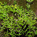40 Sedum sarmentosum Cuttings – Live Creeping Succulent Groundcover – Hardy Perennial for Borders, Rock Gardens & Outdoor Landscaping