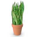 Snake Plant Plant Stem Stained Glass Pattern