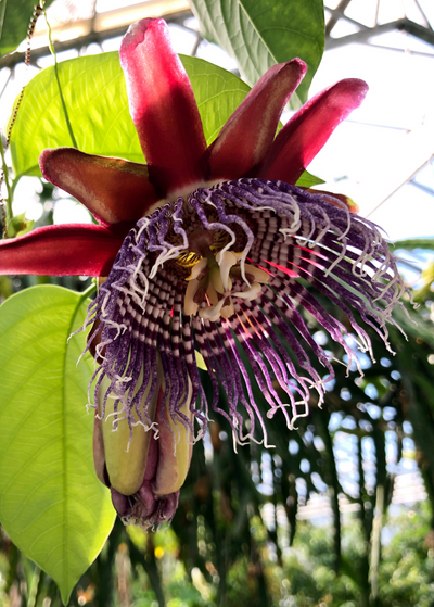 1 Giant Granadilla Passion Fruit Live Starter Plant | Passiflora Ligularis, Sweet & Tropical Fruit, Hardy Vine for Gardens or Containers