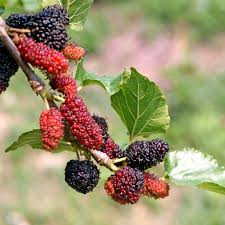 Illinois Everbearing Mulberry Cuttings - 5 Live 6-10" Scion Wood, Morus spp., Fruit Tree Propagation