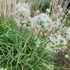 100 Garlic Chives Seeds for Planting - Allium tuberosum - Fresh, Aromatic Herb for Cooking, Garden, & Asian Dishes, Easy to Grow