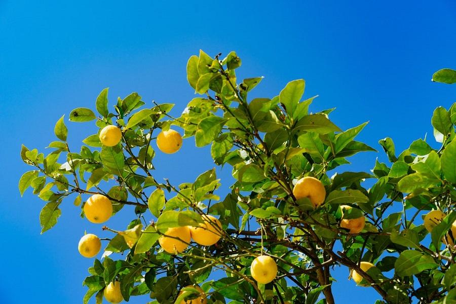 Lemon Tree Seedling 2-3” Bare Root – Citrus limon Live Plant, Fruit Tree Starter, Fragrant, Indoor/Outdoor Patio Garden