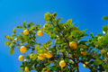 Lemon Tree Seedling 2-3” Bare Root – Citrus limon Live Plant, Fruit Tree Starter, Fragrant, Indoor/Outdoor Patio Garden