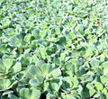 Water Hyacinth & Water Lettuce Floating Pond Plants - Medium - Healthy Aquatic Plants for Tanks and Ponds - Eichhornia crassipes & Pistia stratiotes